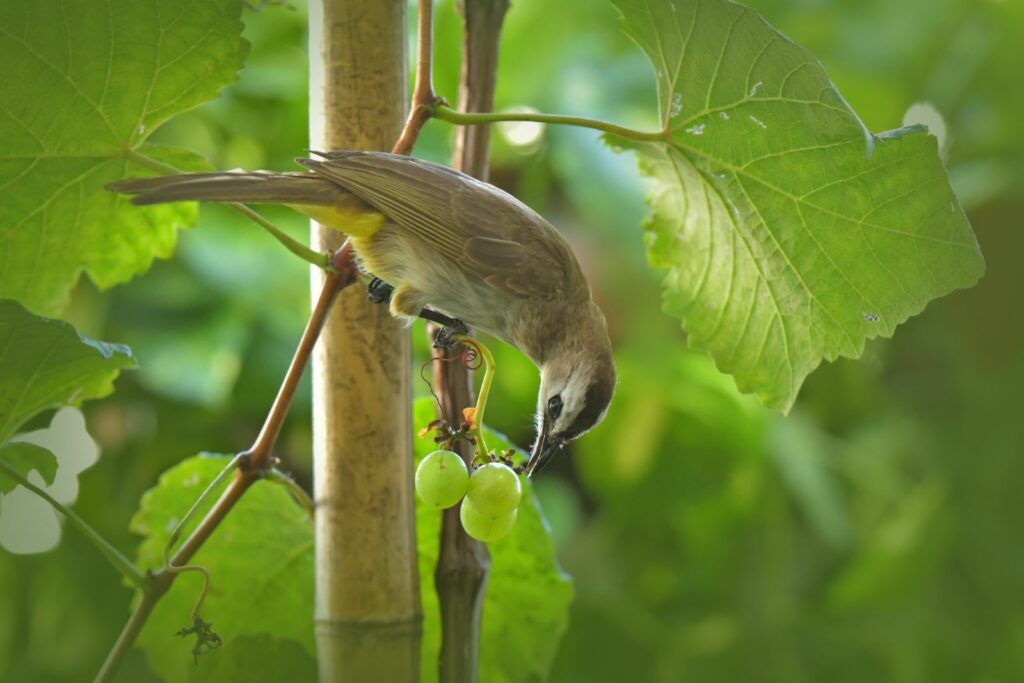 Vogel frisst Weintraube