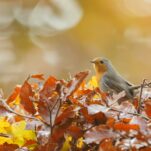 Naturgarten im Herbst: Gartenarbeiten im naturnahen Garten
