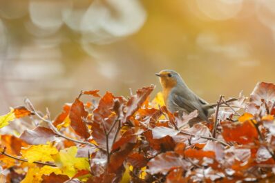 Naturgarten im Herbst: Gartenarbeiten im naturnahen Garten
