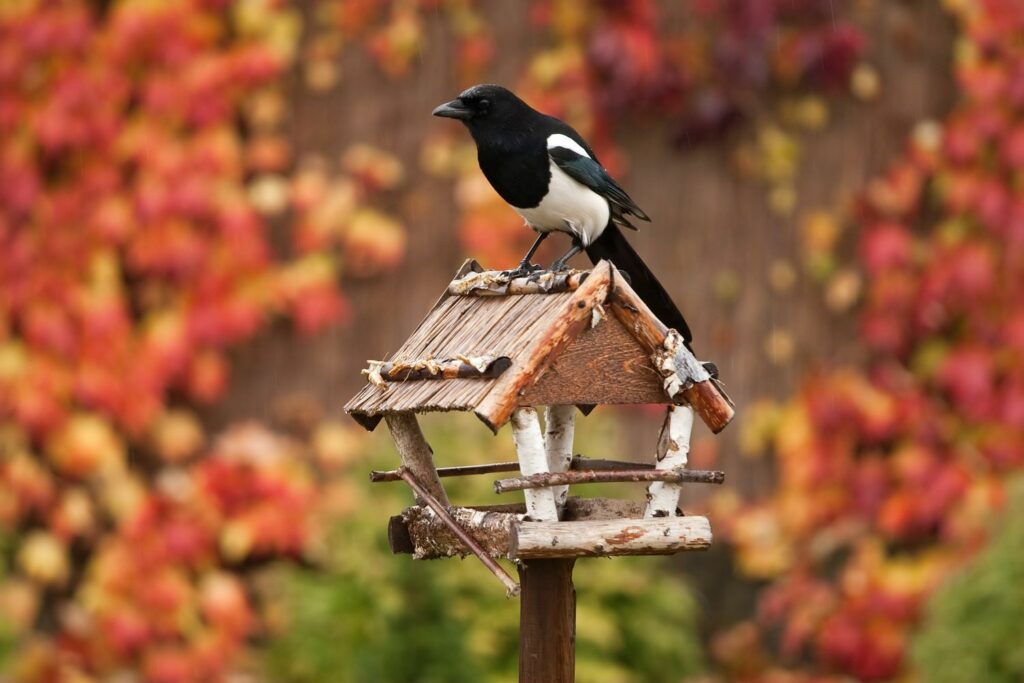 Vogelfutterhaus im Herbst