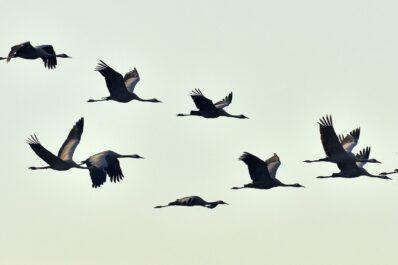 Zugvögel: Routen, Zeitplan & Liste heimischer Zugvogelarten