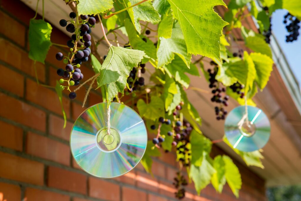 CDs an einer Schnur zum Schutz von Weintrauben vor Vögeln