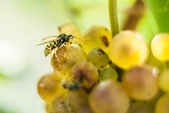 Trauben vor Wespen & Vögeln schützen: So halten Sie die kleinen Räuber fern!