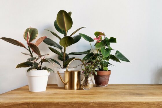 Beliebte Zimmerpflanzen: Die Top 10 für Zuhause