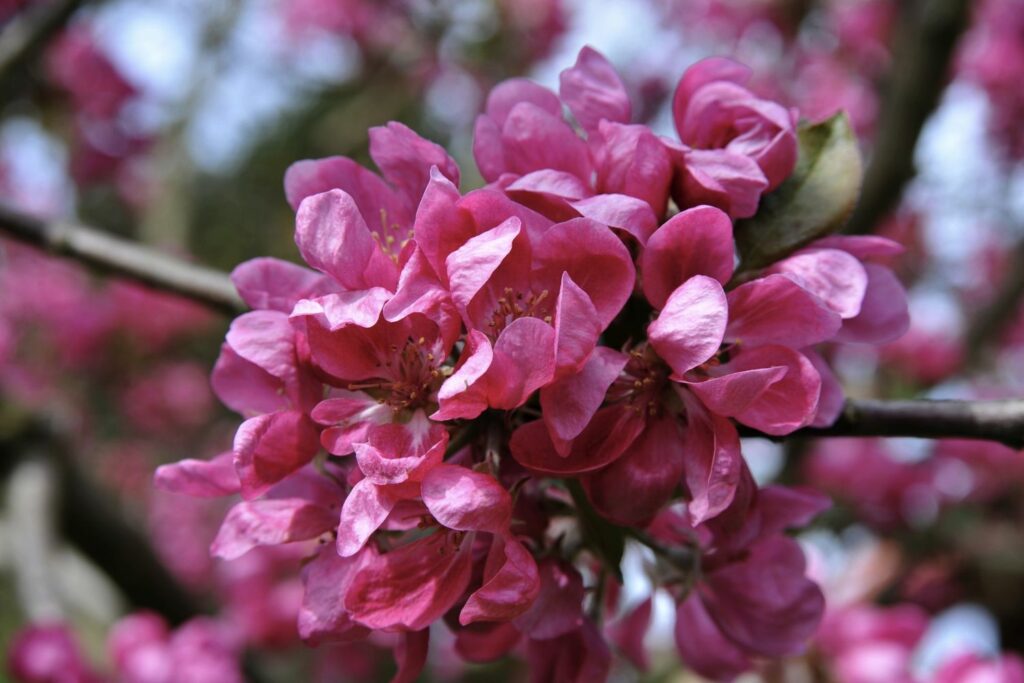 rosa-rote Blüten des Apfelbaums Baya Marisa
