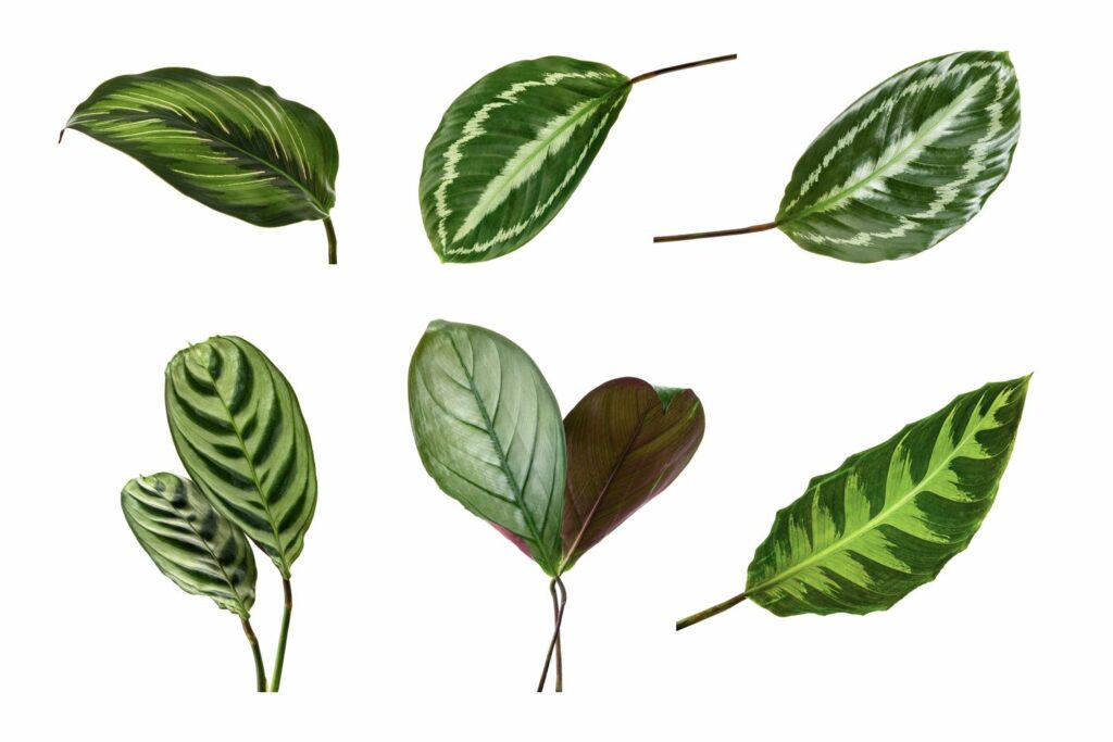 Blätter von verschiedenen Calathea-Arten