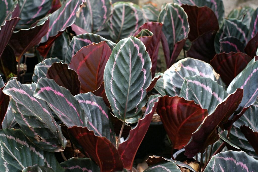 Calathea-Blätter mit purpurfabener Unterseite