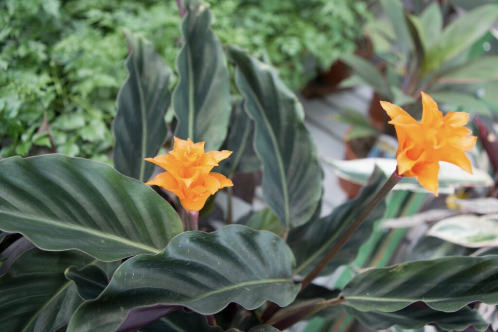 Calathea crocata mit orangefarbenen Blüten
