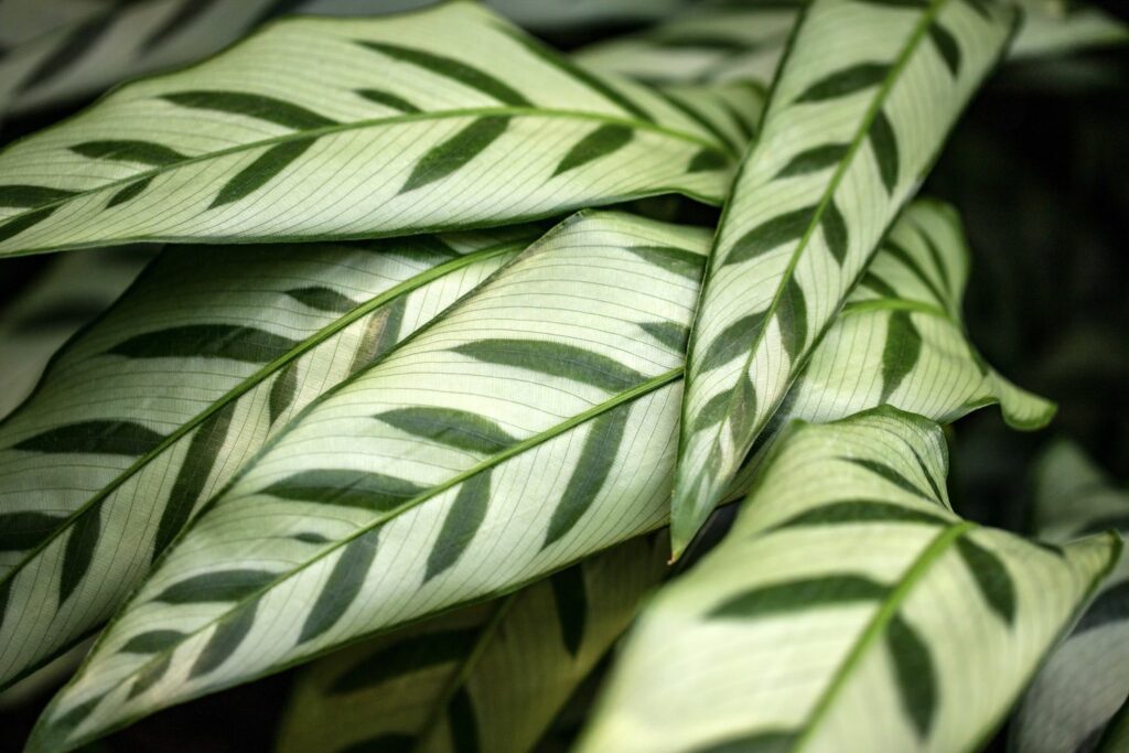 Blätter der Calathea leopardina