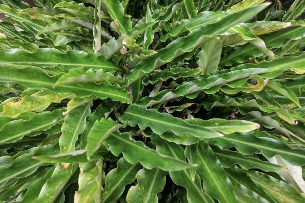Calathea rufibarba mit langen Blättern