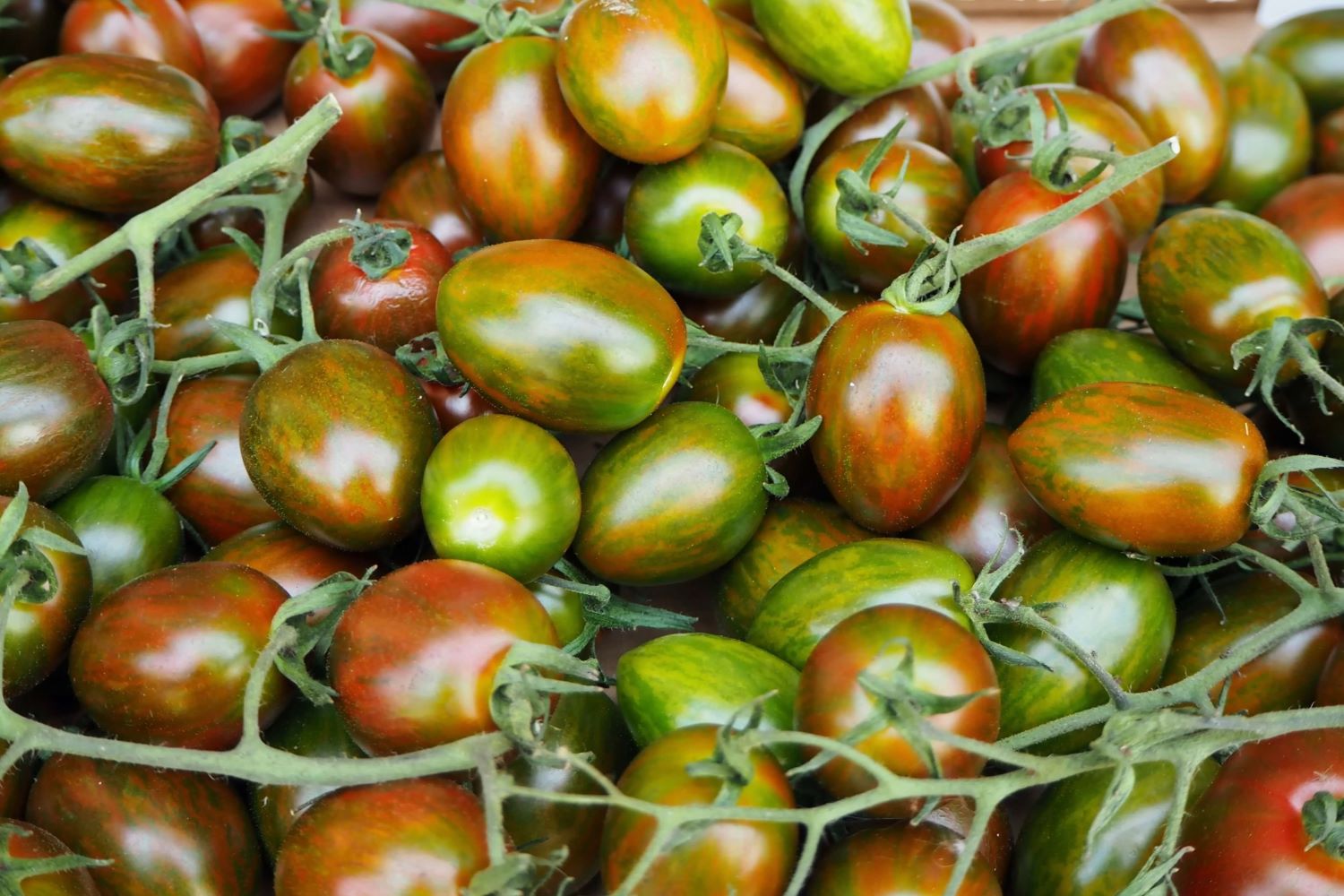 Tomate ‘Datterino’: Die Datteltomate im Portrait - Plantura