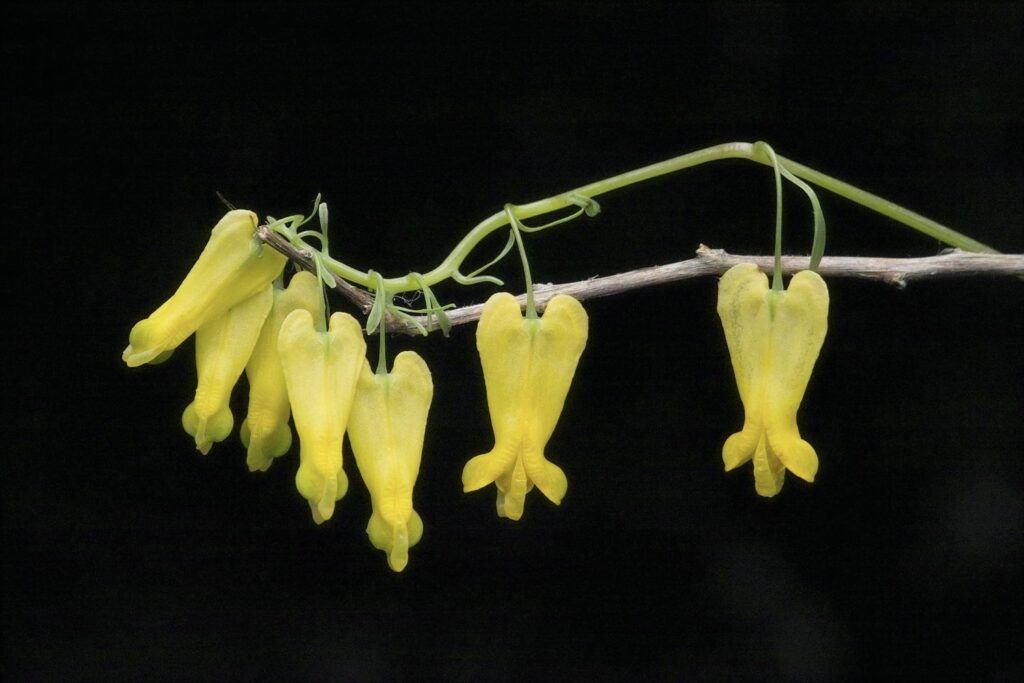 Dicentra Scandens Herzblume
