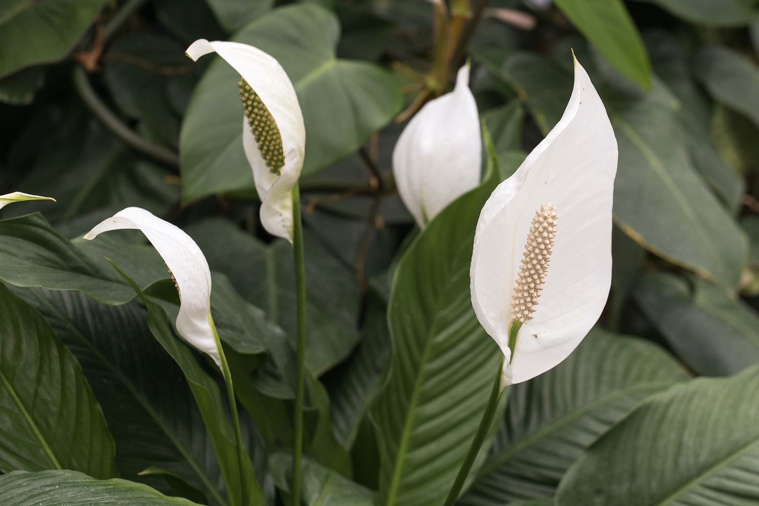 Женское счастье ядовитый или нет. Спатифиллум. Spathiphyllum wallisii. Спатифиллум ложковидный фото. Спатифиллум Chopin, гор9, выс30.
