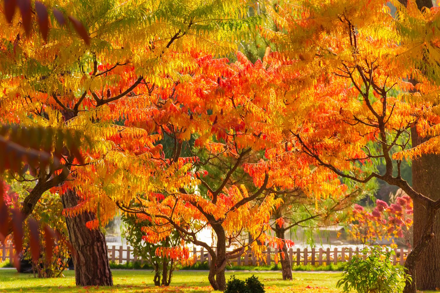 Essigbaum: Alles zu Sorten, Pflanzen & Pflege