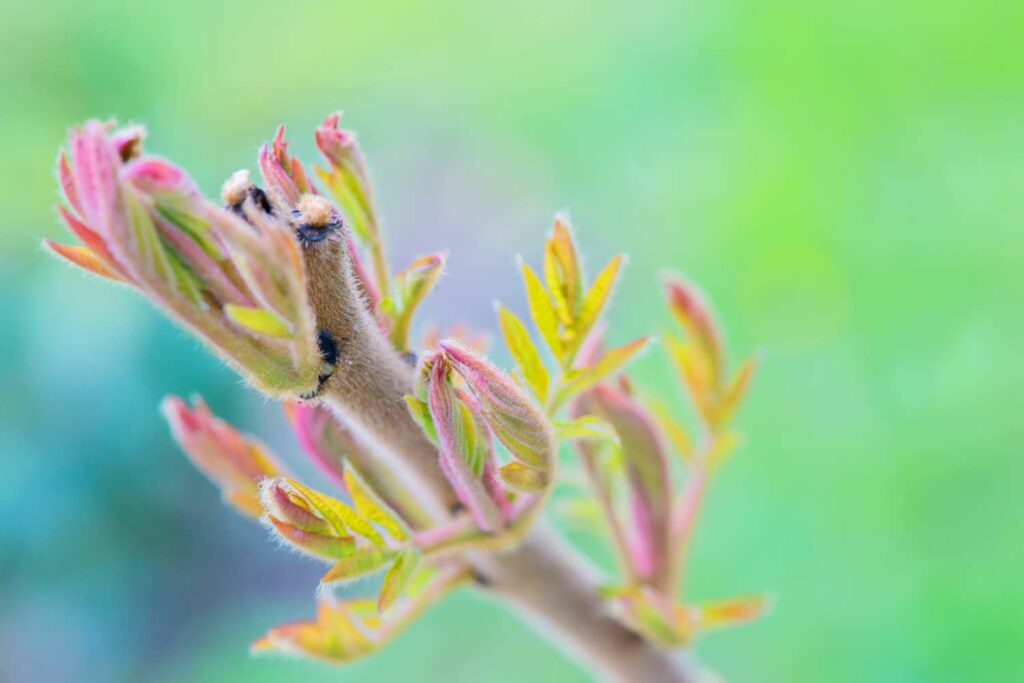 Essigbaum-Steckling mit Blättern