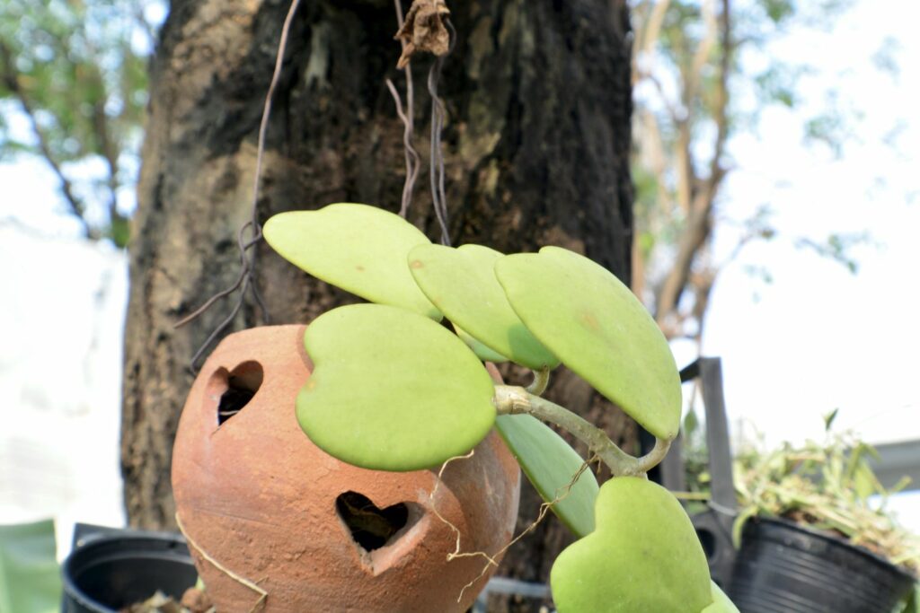 Kletterpflanze Hoya kerrii