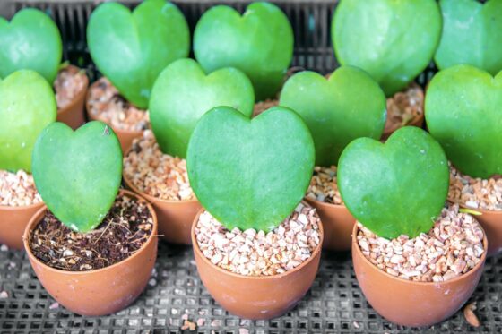 Herzblatt-Pflanze: Pflege & Vermehrung der Hoya kerrii