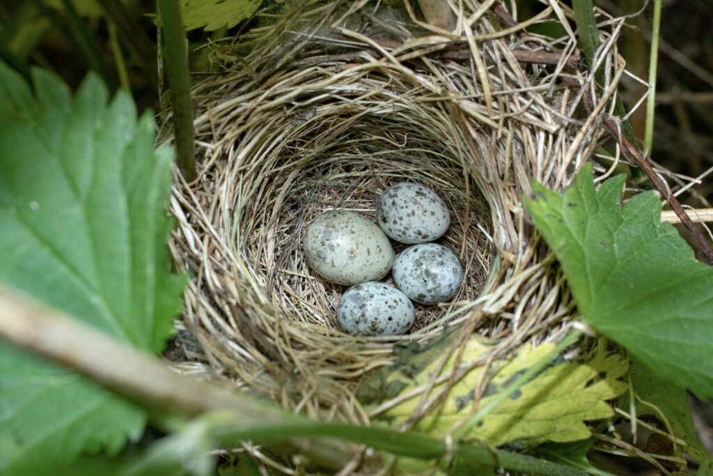 Kuckucks-Eier in einem fremden Nest