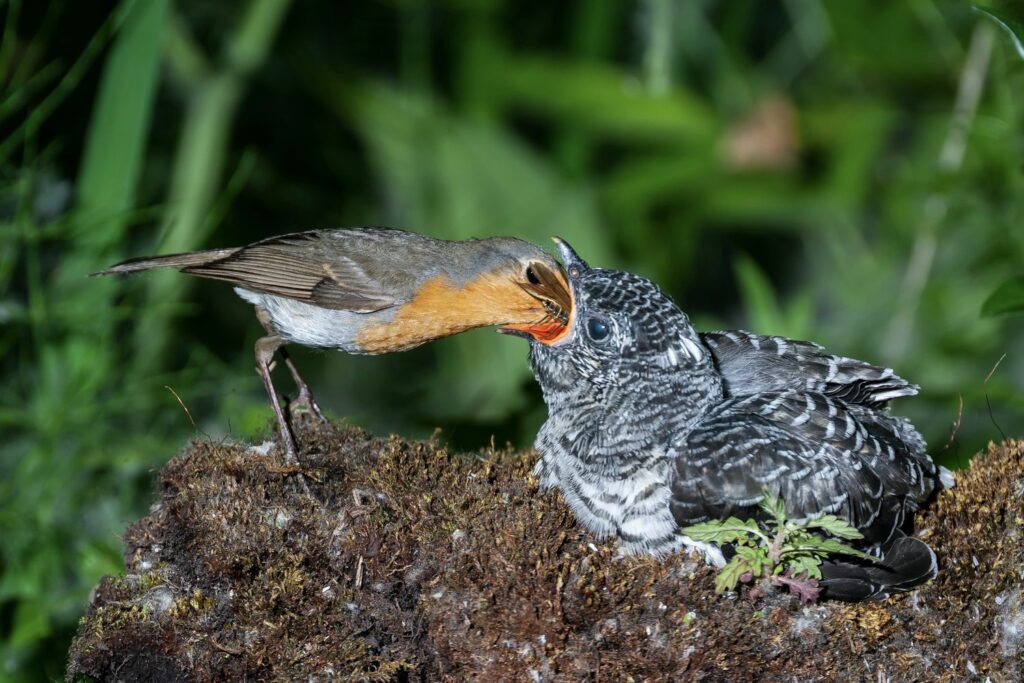 Kuckuck wird von Rotkehlchen gefüttert