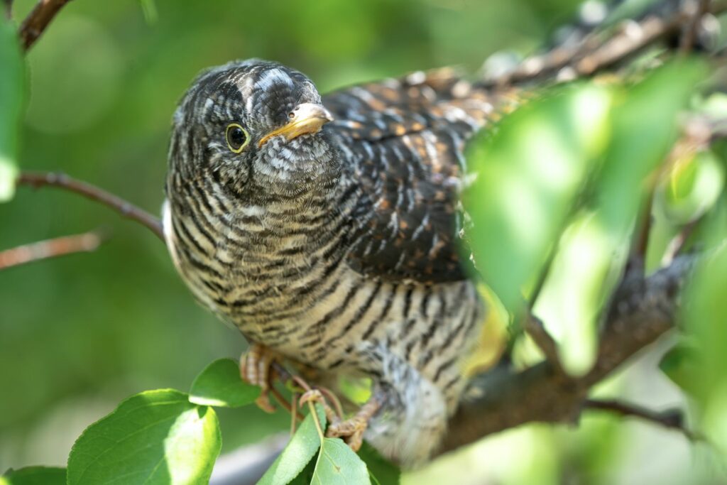 Kuckuck-Jungvogel im Baum