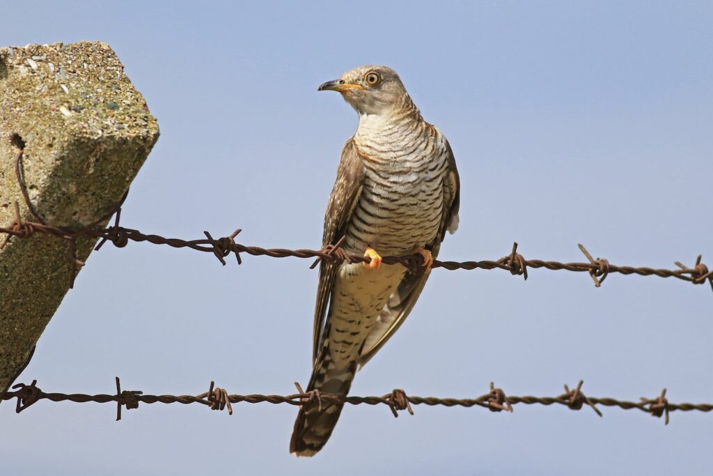 Kuckuck-Weibchen auf Zaun