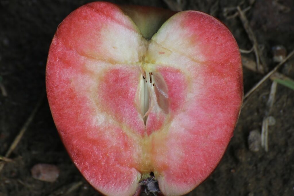 Apfel Redlove