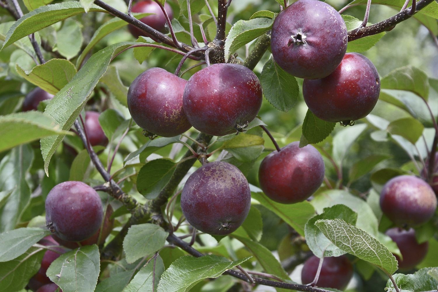 Redlove Der rotfleischige Apfel im Portrait Plantura