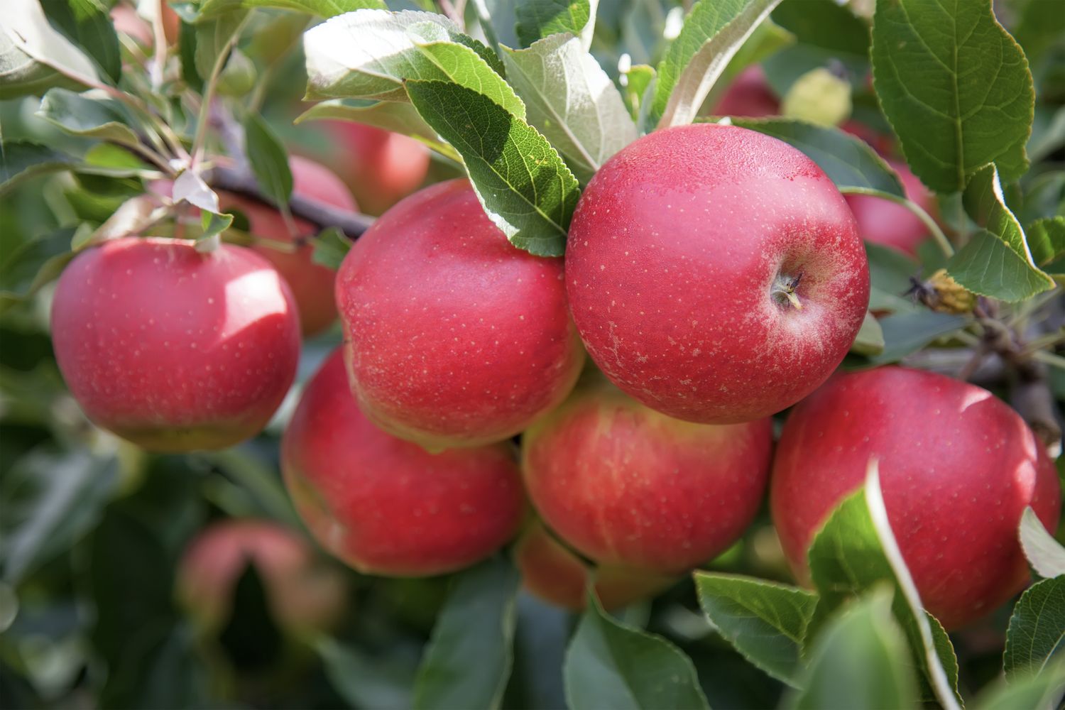 Roter Mond Apfel: Eigenschaften, Anbau & Ernte - Plantura