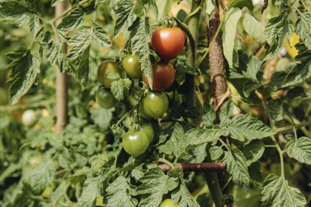 Ruthje-Tomaten an der Pflanze