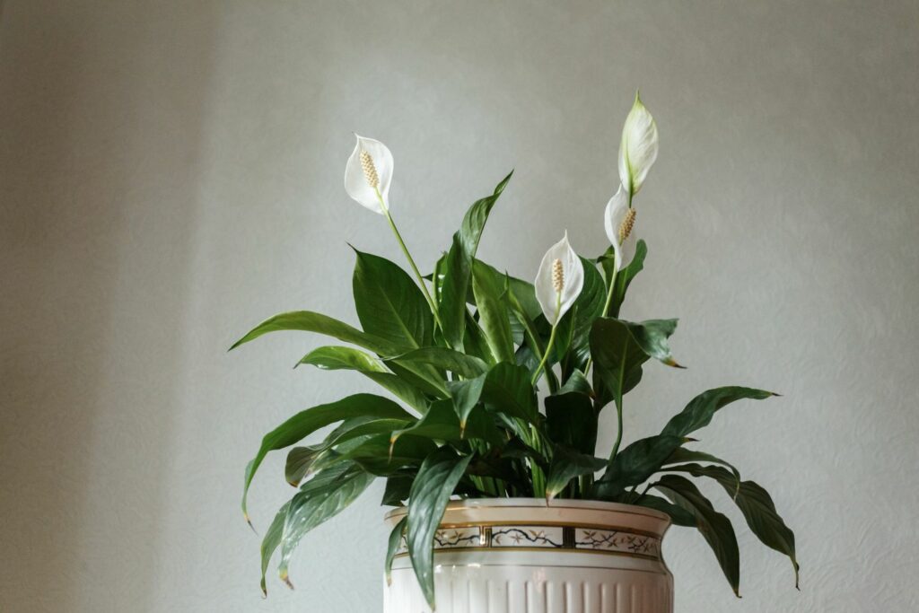 Spathiphyllum wallisii