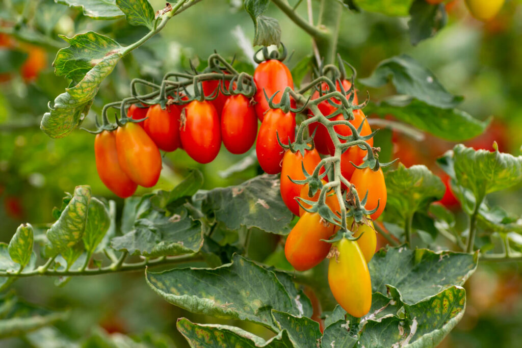 Tomaten Sorte Datterino