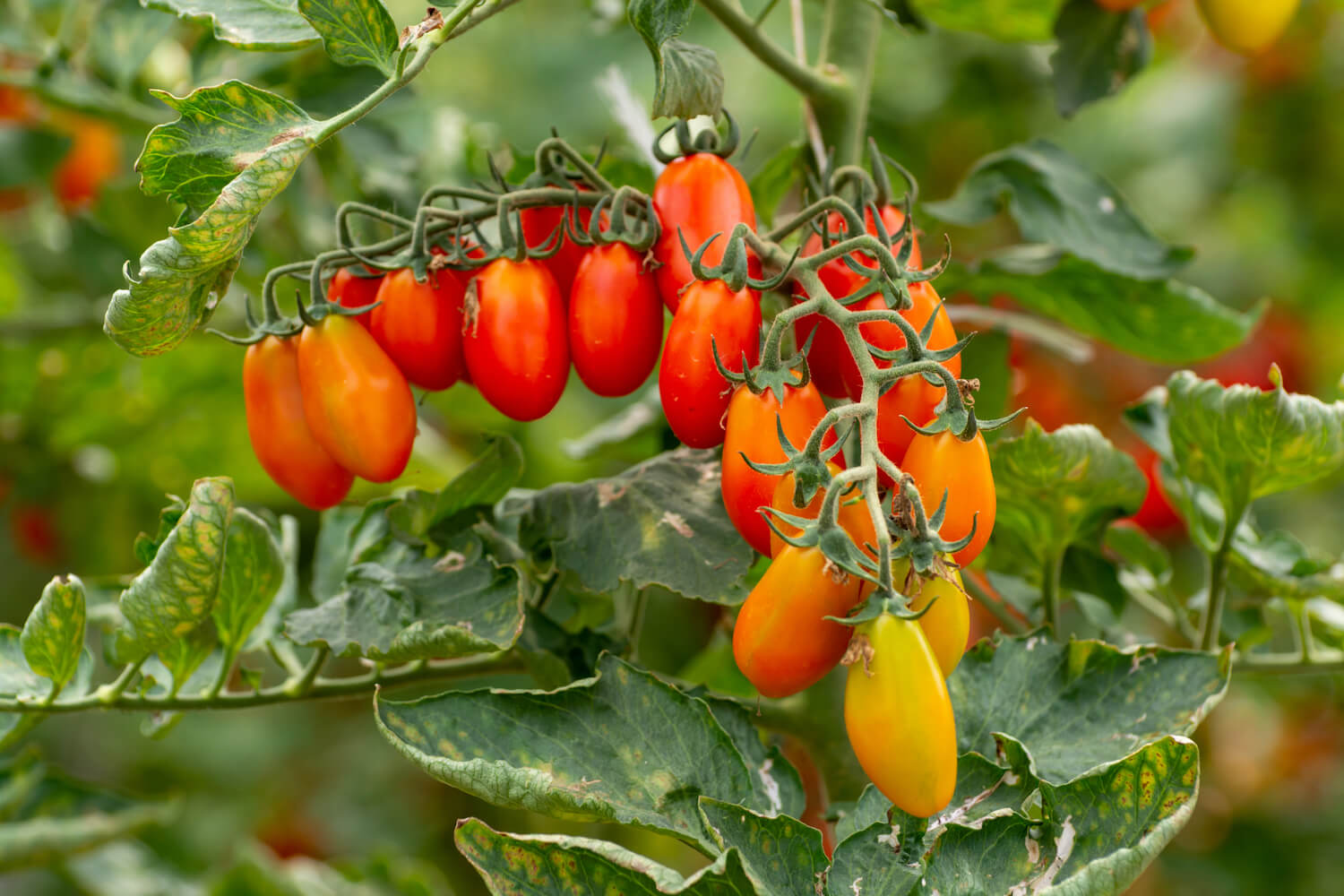 Tomate 'Datterino': Die Datteltomate im Portrait - Plantura