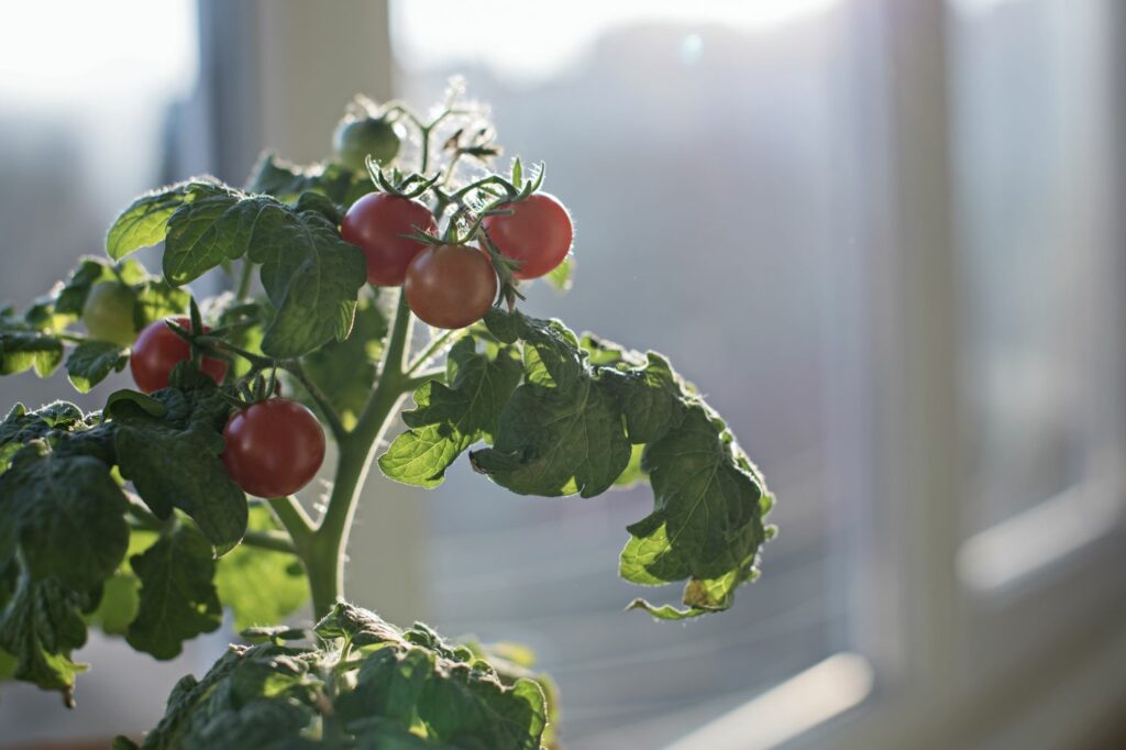 Tomate auf Fensterbrett überwintern