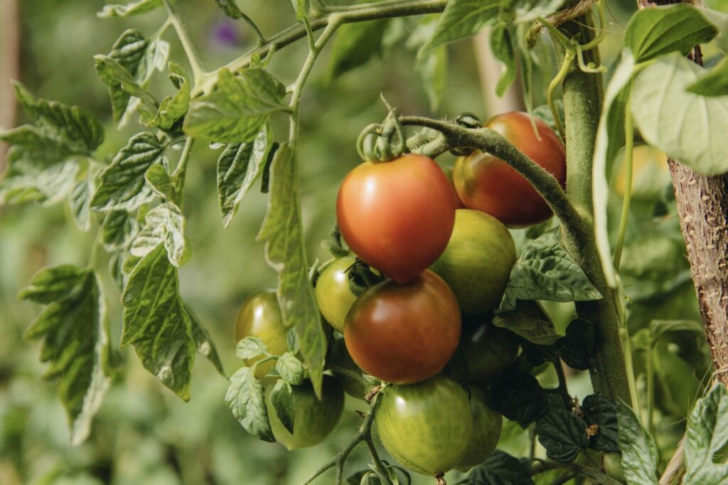 Ruthje-Tomaten am Strauch