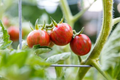 Tomate ‘Sunrise Bumble Bee’: Anbau, Pflege & Verwendung