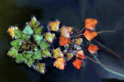 Wassernuss: Pflanzen & Pflege der Trapa natans