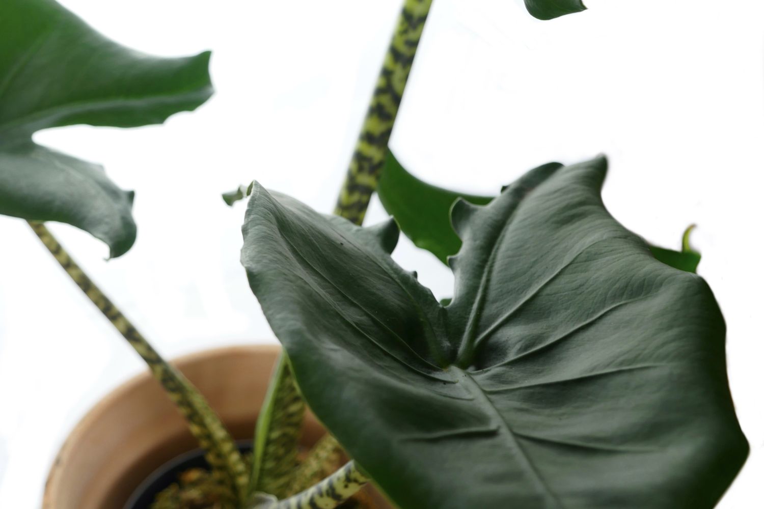 Alocasia zebrina Pflanzen, pflegen & vermehren Plantura