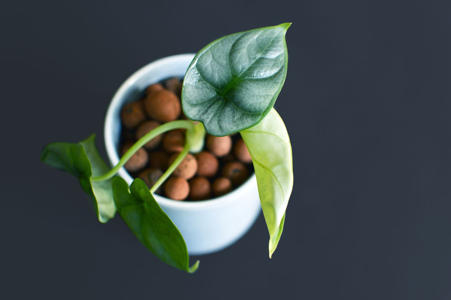 Alocasia zebrina Pflanzen, pflegen & vermehren Plantura