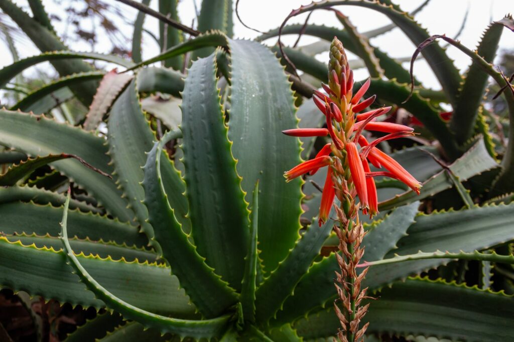 Aloe arborescens mit Blüte