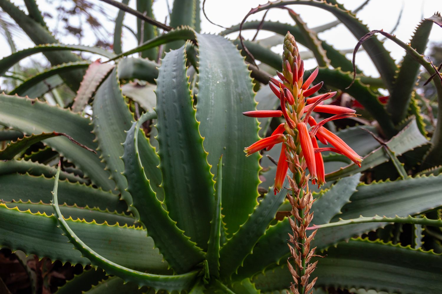 Aloe-Arten: Übersicht der schönsten Arten - Plantura