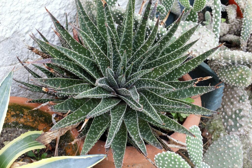 Aloe arsitata im Topf