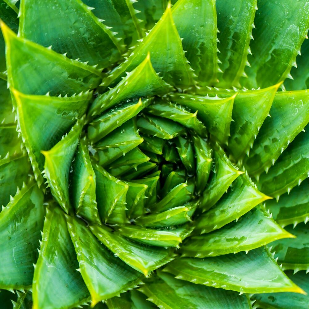Aloe-Arten: bersicht der schnsten Arten - Plantura