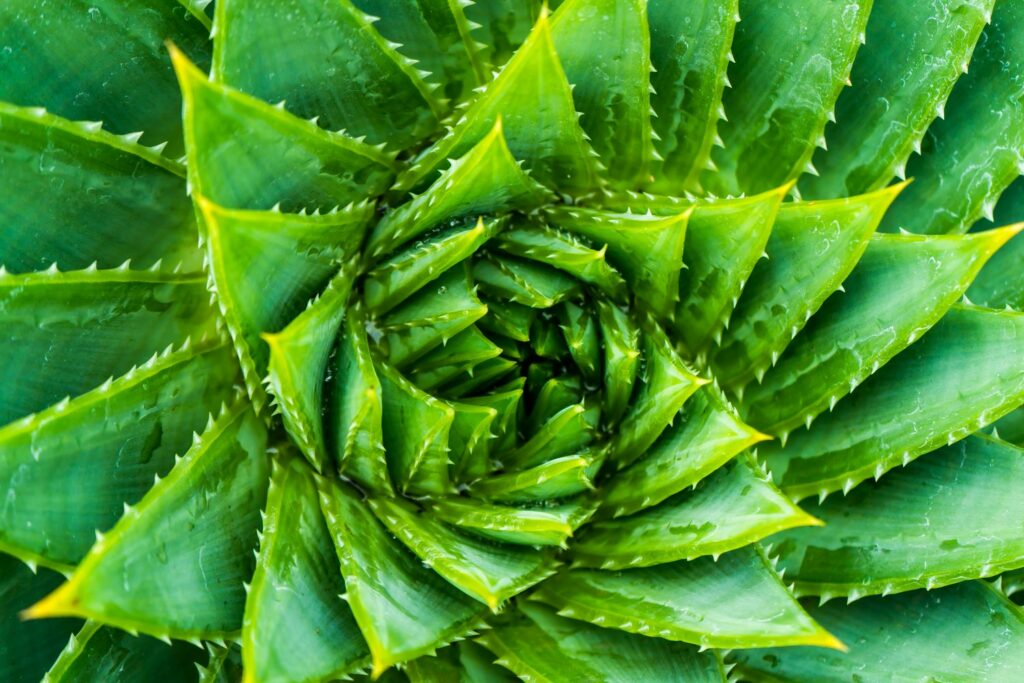 Aloe polyphylla-Pflanze