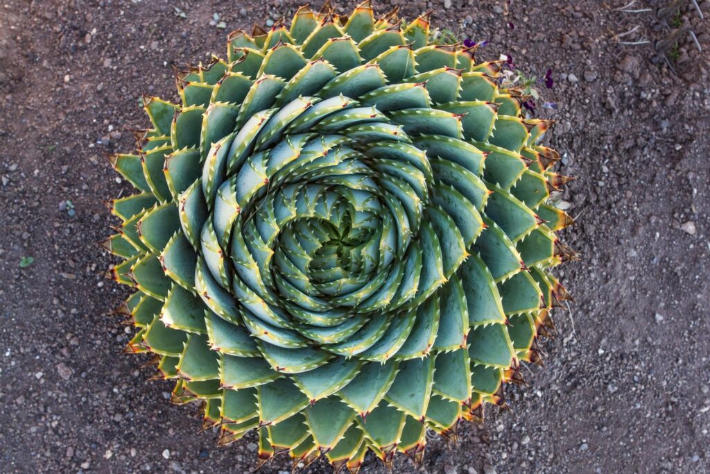 spiralförmige Blätter der Aloe polyphylla