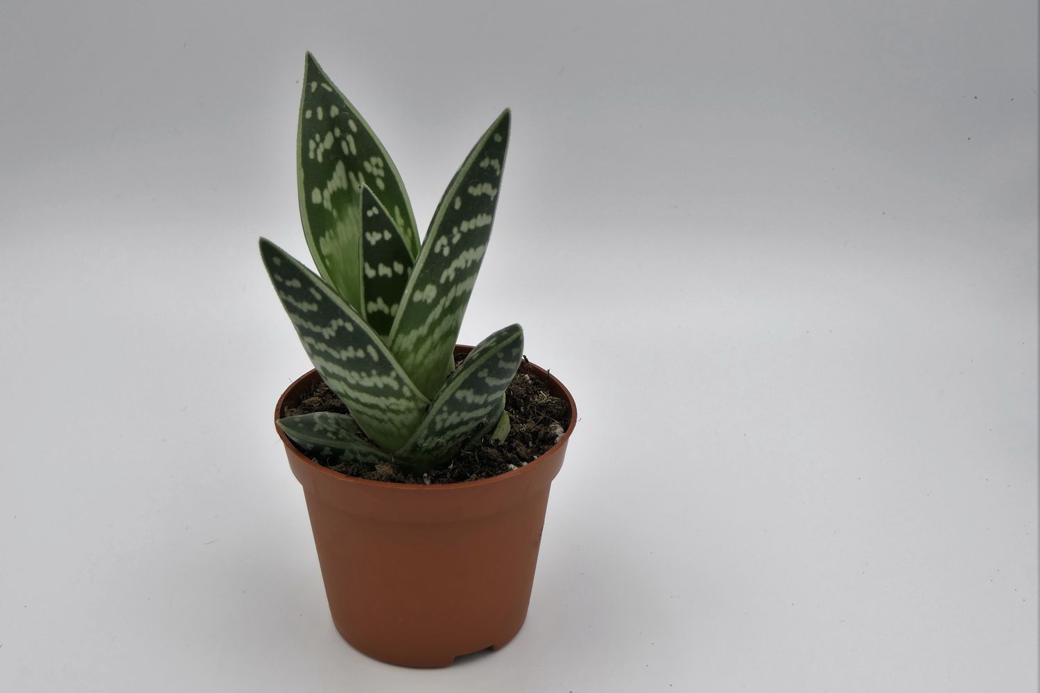 Aloe-Arten: Übersicht der schönsten Arten - Plantura