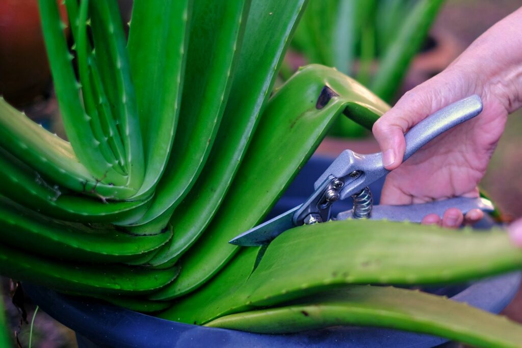 Aloe-vera-Pflanze wird mit einer Schere geschnitten