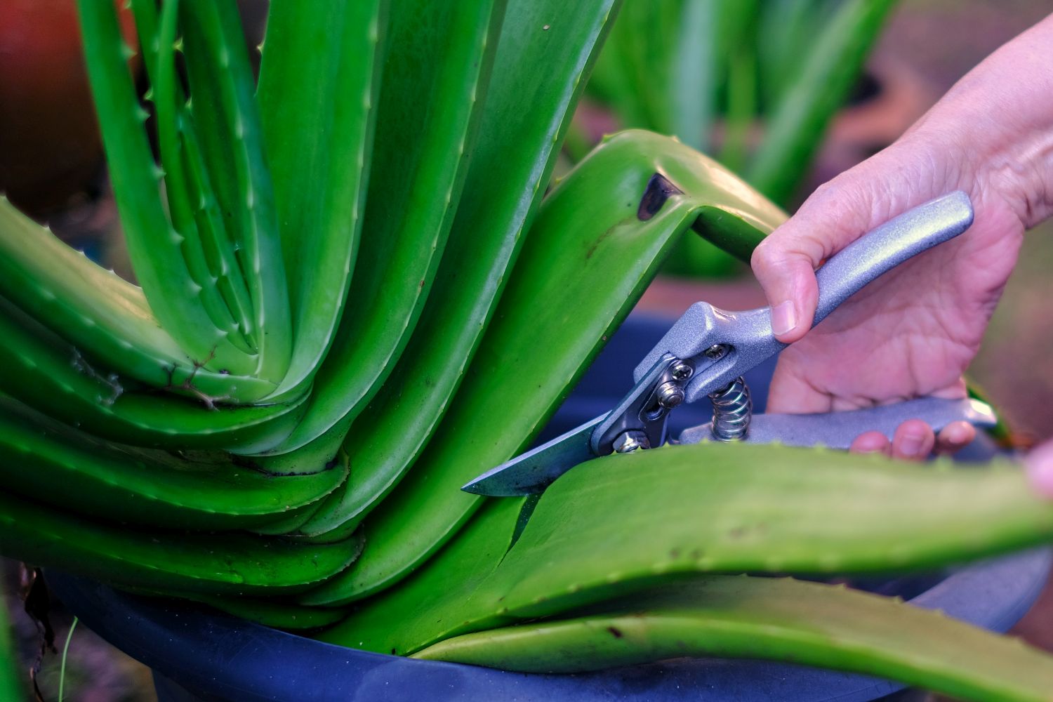 Aloe Vera Abschneiden Und Neu Einpflanzen
