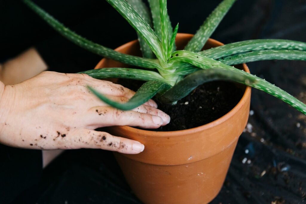 Aloe vera pflegen Gießen, Düngen & Schneiden Plantura