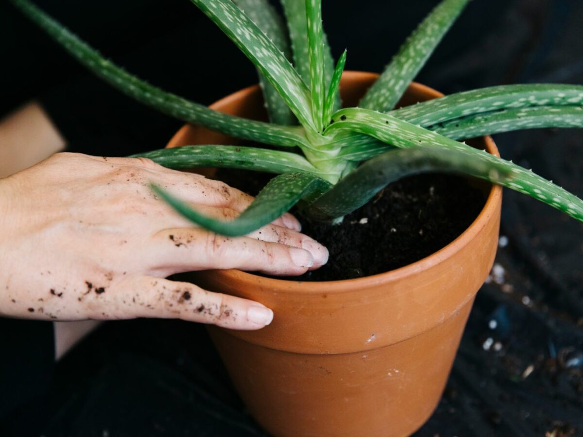 aloe vera miracle Aloe Vera Natures Miracle Book