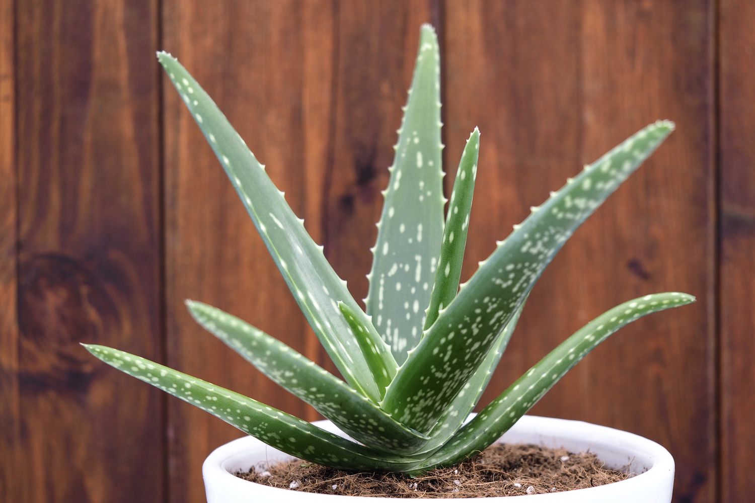 aloe-arten-bersicht-der-sch-nsten-arten-plantura